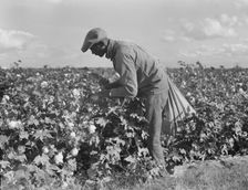 Migratory field worker picking cotton in San Joaquin Valley, CA, 1938. Creator: Dorothea Lange