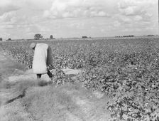 Migratory field worker picking cotton in San Joaquin Valley, CA, 1938. Creator: Dorothea Lange