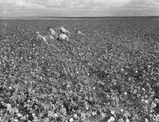 Migratory field worker picking cotton in San Joaquin Valley, CA, 1938. Creator: Dorothea Lange