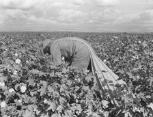 Migratory field worker picking cotton in San Joaquin Valley, California, 1938. Creator: Dorothea Lange