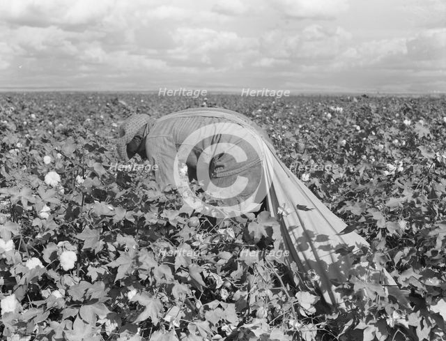 Migratory field worker picking cotton in San Joaquin Valley, California, 1938. Creator: Dorothea Lange.
