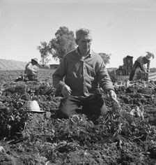 Migratory field worker pulling carrots, Imperial Valley, California, 1939. Creator: Dorothea Lange