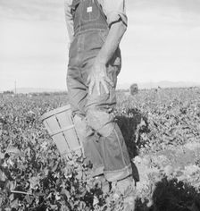 Migratory field worker pulling carrots, Imperial Valley, California, 1939. Creator: Dorothea Lange