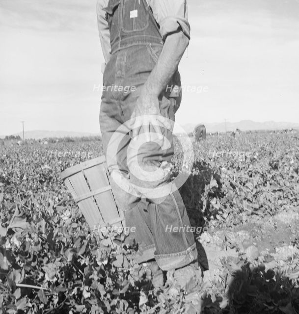 Migratory field worker pulling carrots, Imperial Valley, California, 1939. Creator: Dorothea Lange.