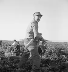 Migratory field worker pulling carrots, Imperial Valley, California, 1939. Creator: Dorothea Lange