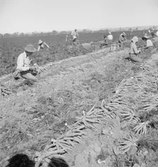 Migratory field worker pulling carrots, Imperial Valley, California, 1939. Creator: Dorothea Lange