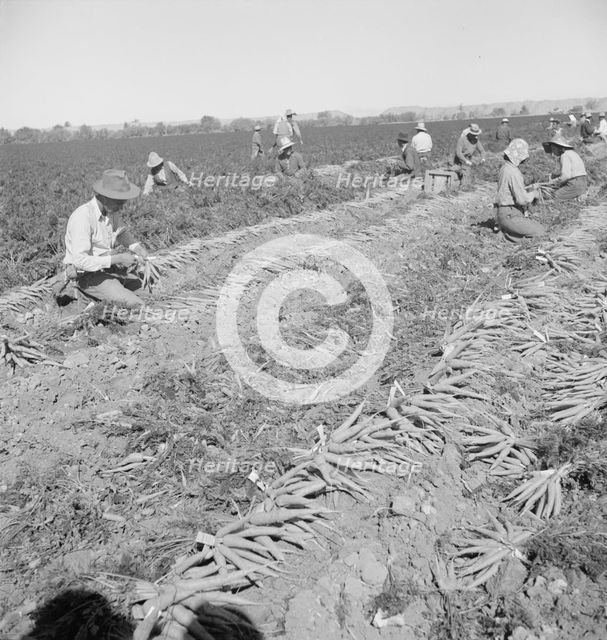 Migratory field worker pulling carrots, Imperial Valley, California, 1939. Creator: Dorothea Lange.