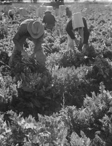 Migratory field worker pulling carrots, Imperial Valley, California, 1939. Creator: Dorothea Lange