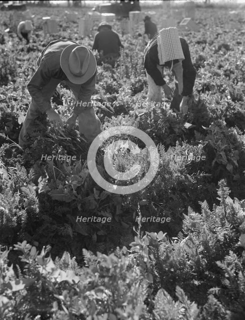 Migratory field worker pulling carrots, Imperial Valley, California, 1939. Creator: Dorothea Lange.