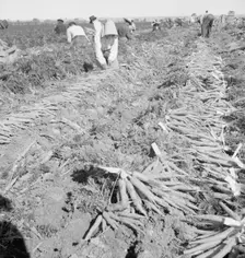 Migratory field worker pulling carrots, Imperial Valley, California, 1939. Creator: Dorothea Lange