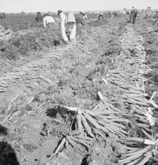 Migratory field worker pulling carrots, Imperial Valley, California, 1939. Creator: Dorothea Lange