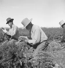 Migratory field worker pulling carrots, Imperial Valley, California, 1939. Creator: Dorothea Lange