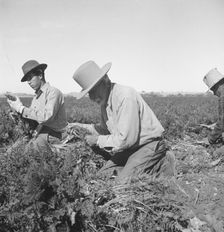 Migratory field worker pulling carrots, Imperial Valley, California, 1939. Creator: Dorothea Lange