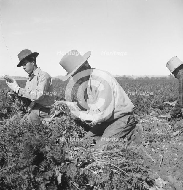 Migratory field worker pulling carrots, Imperial Valley, California, 1939. Creator: Dorothea Lange.