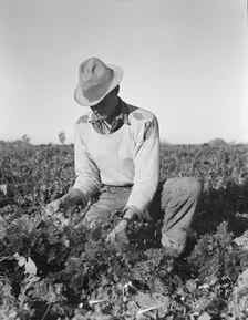 Migratory field worker pulling carrots, Imperial Valley, California, 1939. Creator: Dorothea Lange