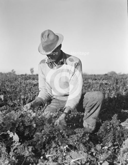 Migratory field worker pulling carrots, Imperial Valley, California, 1939. Creator: Dorothea Lange.