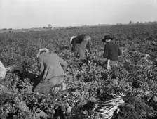Migratory field worker pulling carrots, Imperial Valley, California, 1939. Creator: Dorothea Lange