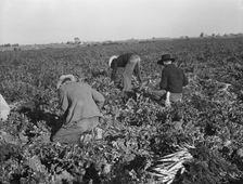 Migratory field worker pulling carrots, Imperial Valley, California, 1939. Creator: Dorothea Lange
