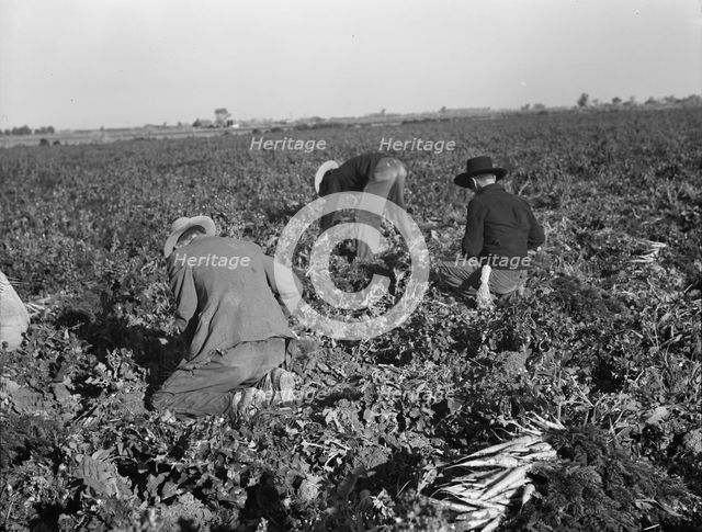 Migratory field worker pulling carrots, Imperial Valley, California, 1939. Creator: Dorothea Lange.