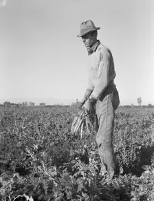 Migratory field worker pulling carrots, Imperial Valley, California, 1939. Creator: Dorothea Lange
