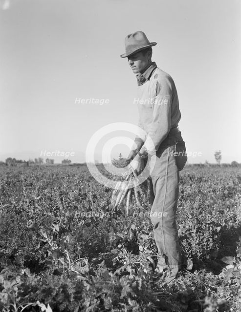 Migratory field worker pulling carrots, Imperial Valley, California, 1939. Creator: Dorothea Lange.