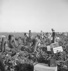 Migratory field worker pulling carrots, Imperial Valley, California, 1939. Creator: Dorothea Lange