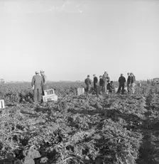 Migratory field workers at 5 a.m. waiting in the carrot field..., 1939. Creator: Dorothea Lange