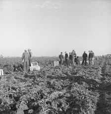 Migratory field workers at 5 a.m. waiting in the carrot field..., 1939. Creator: Dorothea Lange