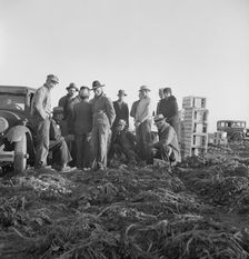 Migratory field workers at 5 a.m. waiting in the carrot field to hold a place to work, 1939. Creator: Dorothea Lange