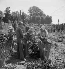 Migratory field workers in hop field, near Independence, Oregon, 1939. Creator: Dorothea Lange