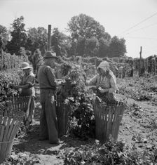 Migratory field workers in hop field, near Independence, Oregon, 1939. Creator: Dorothea Lange