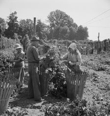 Migratory field workers in hop field, near Independence, Oregon, 1939. Creator: Dorothea Lange