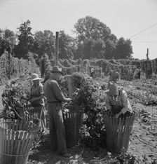 Migratory field workers in hop field, near Independence, Oregon, 1939. Creator: Dorothea Lange