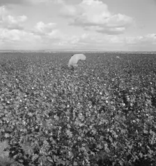 Migratory field workers picking cotton in the San Joaquin Valley, California, 1938. Creator: Dorothea Lange