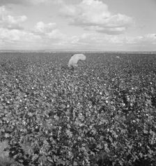 Migratory field workers picking cotton in the San Joaquin Valley, California, 1938. Creator: Dorothea Lange