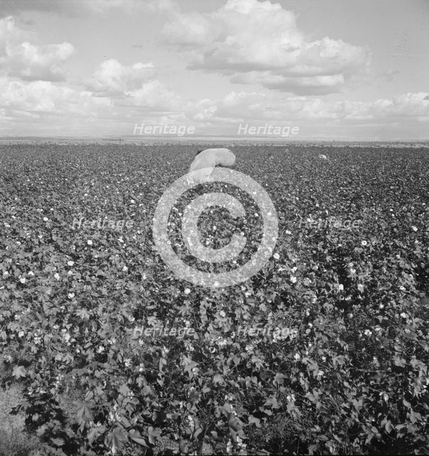 Migratory field workers picking cotton in the San Joaquin Valley, California, 1938. Creator: Dorothea Lange.