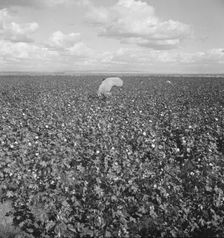 Migratory field workers picking cotton in the San Joaquin Valley, California, 1938. Creator: Dorothea Lange
