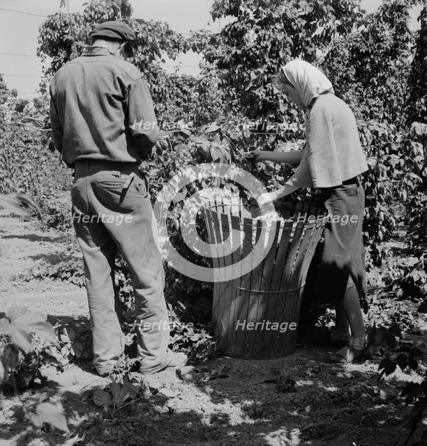 Migratory hop pickers, man and wife, work together, Oregon. Polk County, near Independence, 1939. Creator: Dorothea Lange.