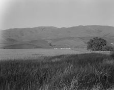 Migratory labor camp in the Santa Clara Valley, California, 1937. Creator: Dorothea Lange