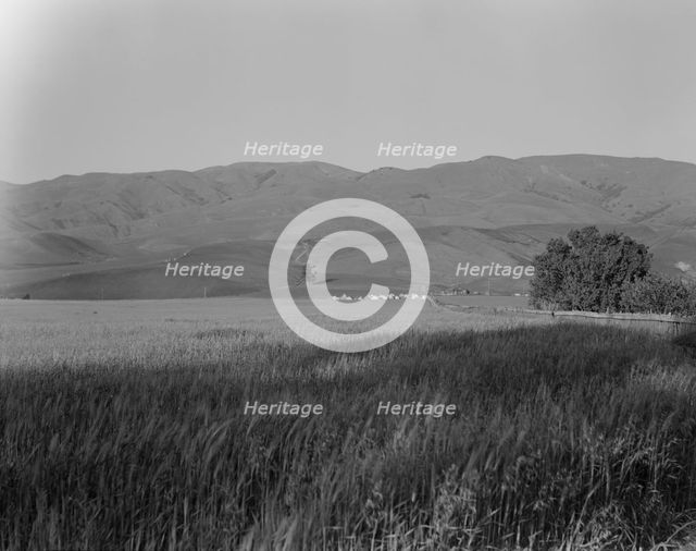 Migratory labor camp in the Santa Clara Valley, California, 1937. Creator: Dorothea Lange.