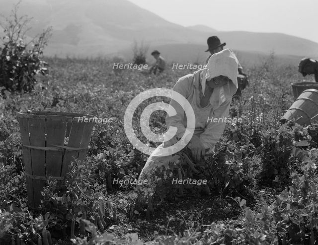 Migratory workers harvesting peas near Nipomo, California, 1937. Creator: Dorothea Lange.