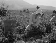Migratory workers harvesting peas near Nipomo, California, 1937. Creator: Dorothea Lange
