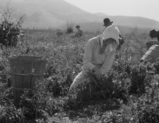 Migratory workers harvesting peas near Nipomo, California, 1937. Creator: Dorothea Lange