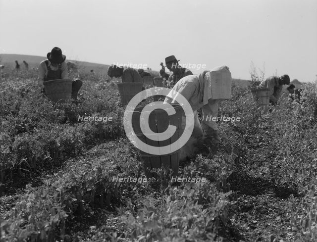 Migratory workers harvesting peas near Nipomo, California, 1937. Creator: Dorothea Lange.