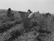 Migratory workers harvesting peas near Nipomo, California, 1937. Creator: Dorothea Lange