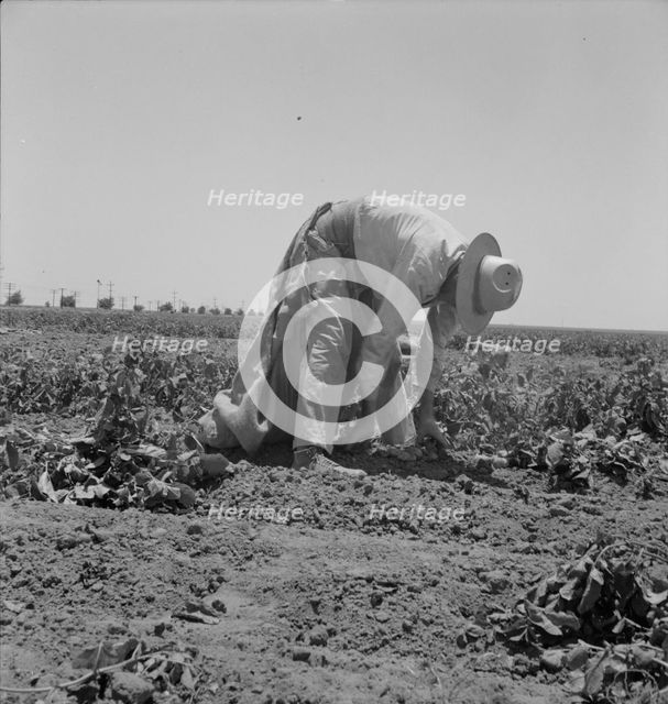 Migrant agricultural worker picking potatoes near Shafter, California, 1937. Creator: Dorothea Lange.
