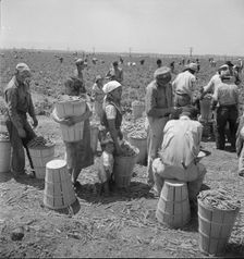Migrant pea pickers, near Westley, California, 1938. Creator: Dorothea Lange