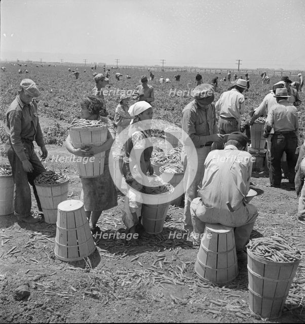 Migrant pea pickers, near Westley, California, 1938. Creator: Dorothea Lange.