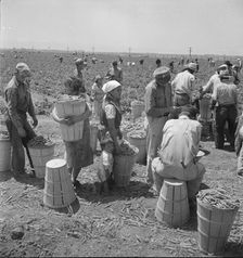 Migrant pea pickers, near Westley, California, 1938. Creator: Dorothea Lange