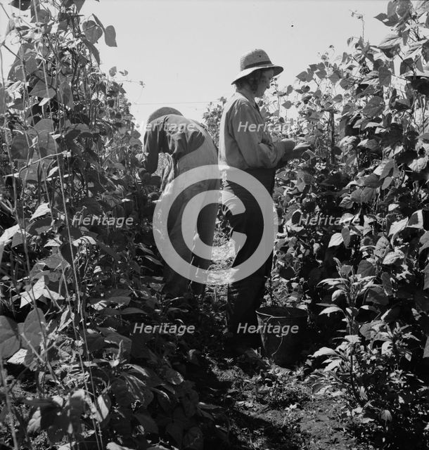 Migrant pickers harvesting beans,near West Stayton, Marion County, Oregon, 1939. Creator: Dorothea Lange.